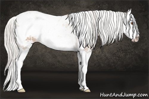 Horse Color:Silver Black Pearl Sabino Splash