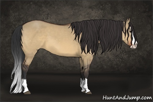 Horse Color:Bay Dun Sabino Splash