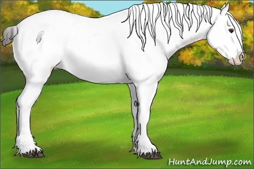 Horse Color:White Spotted Liver Chestnut Sabino Appaloosa 