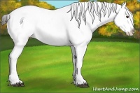 Horse Color:White Spotted Liver Chestnut Sabino Appaloosa 