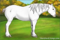 Horse Color:White Spotted Liver Red Roan Appaloosa 