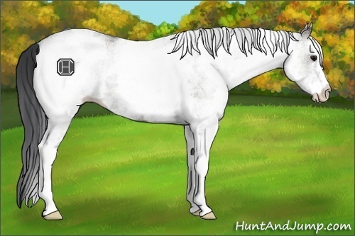 Horse Color:White Spotted Grullo Rabicano