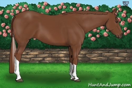 Horse Color:Chestnut Tobiano