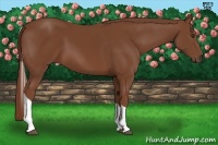 Horse Color:Chestnut Tobiano