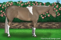 Horse Color:Chocolate Palomino Tobiano 