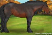 Horse Color:Brown 