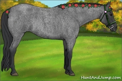 Horse Color:Blue Roan Rabicano 