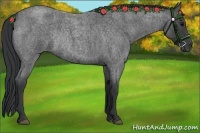 Horse Color:Blue Roan Rabicano 