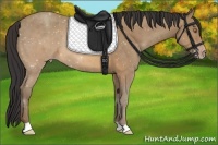 Horse Color:Sable Champagne 