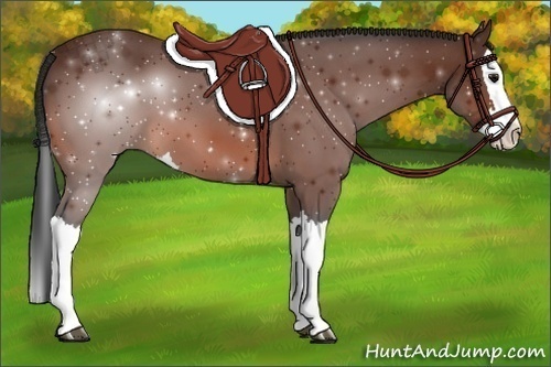 Horse Color:Bay Splash 