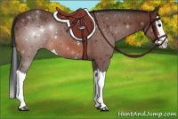 Horse Color:Bay Splash