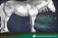 Horse Color:White Spotted Silver Black Chinchilla Splash Rabicano