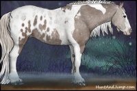 Horse Color:Silver Black Sabino Splash Tobiano Blanket Rabicano 