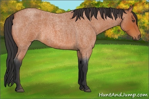 Horse Color:Bay Roan 