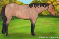 Horse Color:Bay Roan 