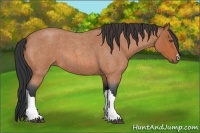 Horse Color:Bay Roan 