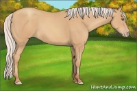 Horse Color:Silver Amber Champagne 