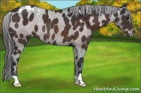 Horse Color:Bay Appaloosa Rabicano 