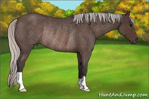 Horse Color:Silver Brown Roan Rabicano 
