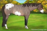 Horse Color:Buckskin Roan Frame Appaloosa Rabicano