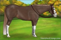 Horse Color:Liver Chestnut Splash 