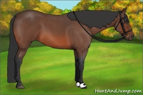 Horse Color:Bay Roan