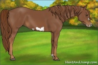 Horse Color:Chestnut Frame 