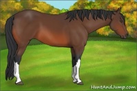 Horse Color:Bay 