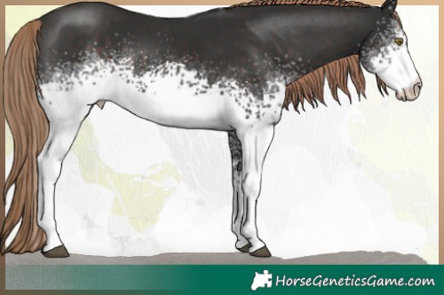 Horse Color:White Spotted Liver Chestnut