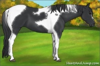 Horse Color:Black Tobiano 