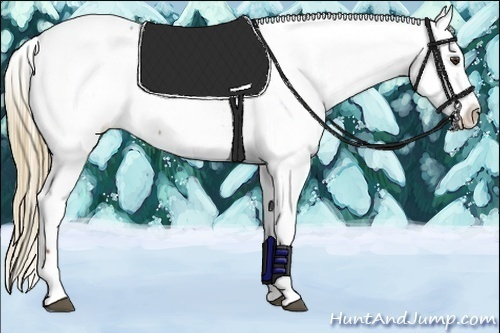 Horse Color:Chestnut Fewspot