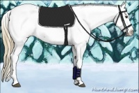 Horse Color:Chestnut Appaloosa