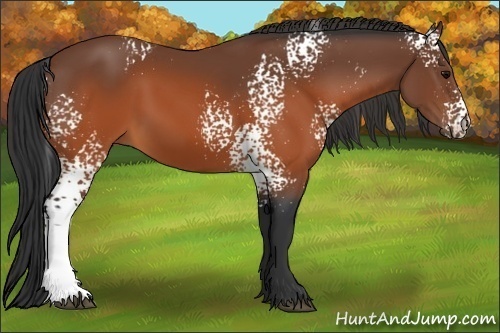 Horse Color:White Spotted Brown