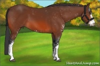 Horse Color:Bay Sabino