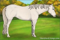 Horse Color:Perlino Sabino Brindle