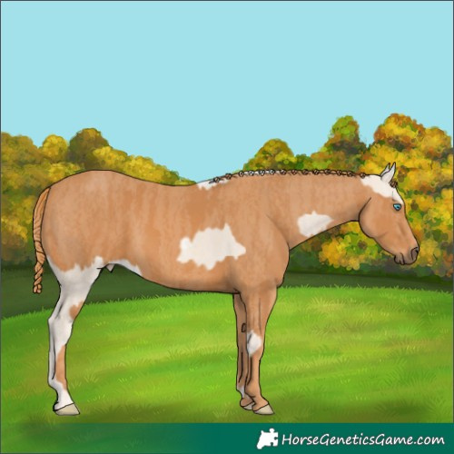 Horse Color:Cremello Ice Sabino Brindle