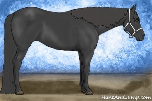 Horse Color:Smoky Black 