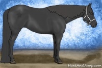 Horse Color:Smoky Black 