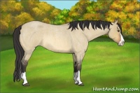 Horse Color:Buckskin Roan Dun Splash