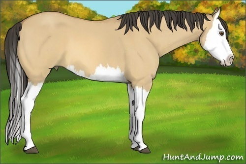 Horse Color:Buckskin Roan Dun Splash 