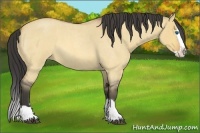 Horse Color:Buckskin Roan Dun Splash
