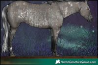 Horse Color:White Spotted Silver Black Chinchilla  and Grullo 