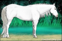 Horse Color:Liver Chestnut Appaloosa 