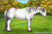 Horse Color:White Spotted Liver Chestnut 