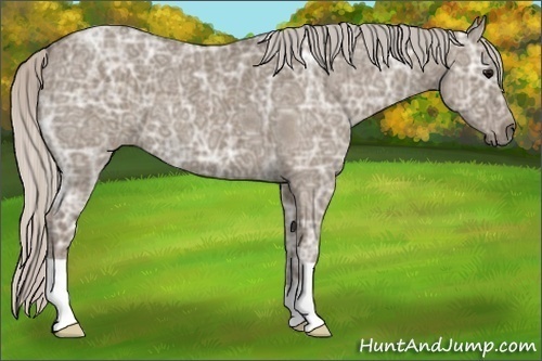 Horse Color:Silver Grullo Ice Roan 