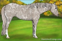 Horse Color:Silver Grullo Ice Roan 