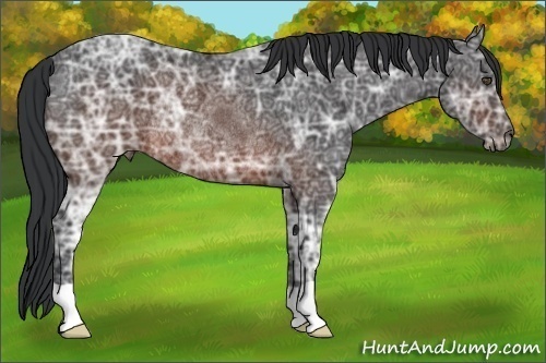 Horse Color:Brown Ice Rabicano 