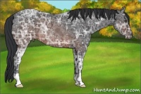 Horse Color:Brown Ice Rabicano 