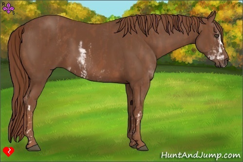 Horse Color:Chestnut Sabino  Brindle