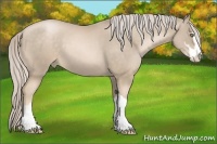 Horse Color:Chocolate Palomino Pearl Sabino
